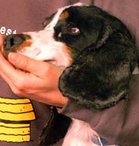 «Cyrano» encuentra un nuevo hogar