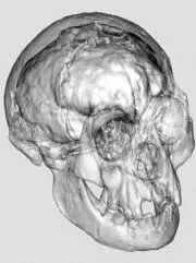El «Hombre de Flores» tenía un cerebro inteligente encerrado en un cráneo  diminuto