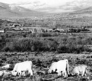 Aumentan los casos de enfermedades transmitidas por animales en la región