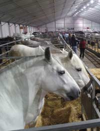 Sicab 2006 El caballo es la estrella