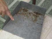 Una vecina muestra insectos muertos y restos de madera recogidos