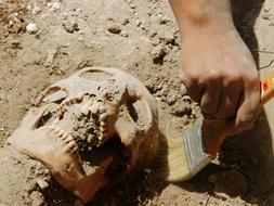 Cráneo de una víctima de la Guerra Civil hallado en el monasterio de Uclés, Cuenca. /Archivo