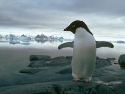 Un zoo chino castiga a dos pingüinos «gays» por robar un huevo