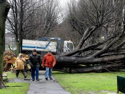 Un tilo de grandes dimensiones ha sido arrancado en el paseo Zugazarte del municipio vizcaíno de Getxo, debido a los fuertes vientos que azotan a la cornisa cantábrica. / Efe