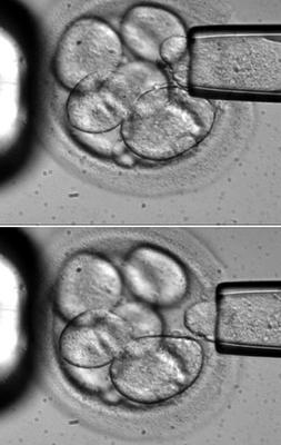 Células madre más seguras y eficaces