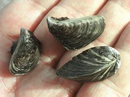 Luz solar contra el mejillón cebra