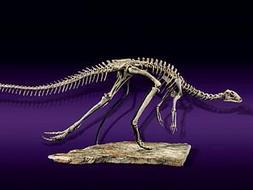 Subastan en Nueva York un dinosaurio de 150 millones de años