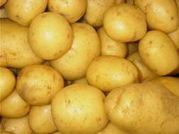 Alemania tendrá su «kartoffel» transgénica