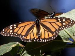 Internautas ayudarán a crear un macro observatorio de la biodiversidad de la Tierra