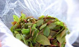 El khat, la droga que alimenta el conflicto en Somalia