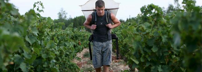 La crisis aumenta un 12,5% el número de españoles que van a la vendimia