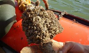 La cuenca del Ebro blinda sus embalses para frenar el contagio del mejillón cebra