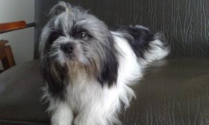 Un perro de Nueva York es el primer can afectado por la gripe A en EE.UU.