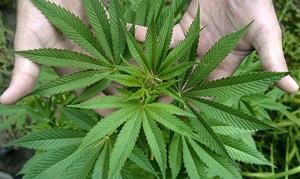 Legalizan el uso terapéutico de la marihuana en Nueva Jersey