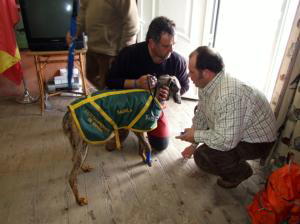 Andalucía, Extremadura y Madrid optan a la final del Campeonato de Galgos