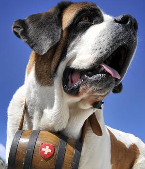 Los animales suizos no tendrán abogado