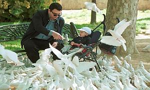 Concurso público para acabar con las  palomas de Barcelona