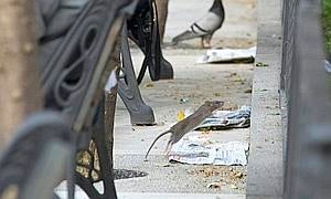 Plaga de ratas en una plaza sevillana