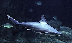 Más de 6.000 firmas piden la protección de 11 especies de tiburones