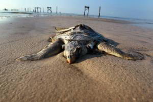 Una tortuga muerta, ayer, en una playa de Waveland (Misisipi), aunque aún se desconoce si está relacionada con el vertido en el Golfo de México  AFP