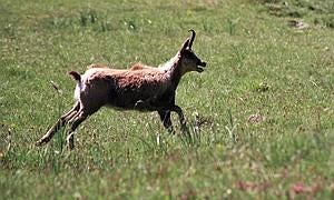 La sarna que afecta a los rebecos de los Picos de Europa, «estable»