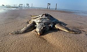Del independentismo petrolero a la catástrofe