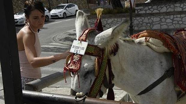 Segunda denuncia por las condiciones de los burro-taxis de Mijas