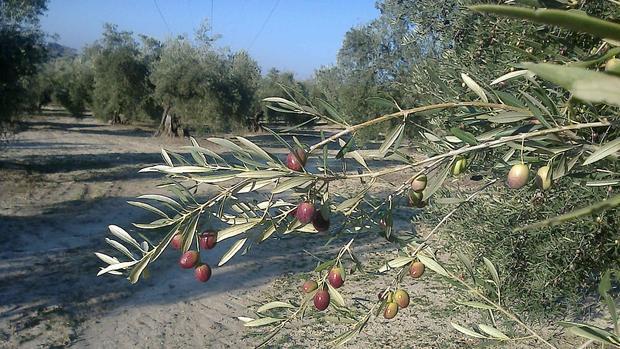 Bajo rendimiento graso de la aceituna y mercado oleícola paralizado