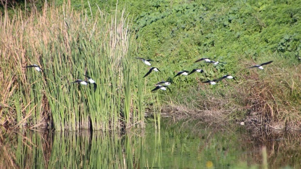 Un bando de aves acuáticas avistadas en la Pablo de Olavide