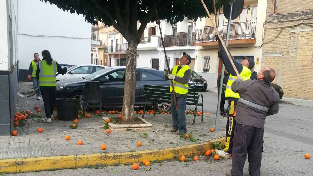 El Ayuntamiento de Utrera está terminando de recoger las naranjas