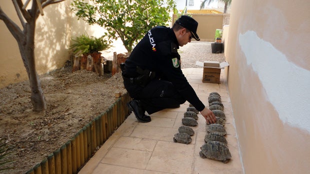 Un agente inspeccionando las tortugas