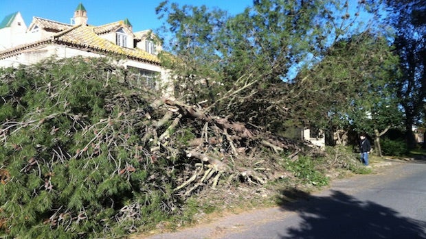 El árbol que se cayó en la calle Moraima golpeó un coche estacionado-ABC