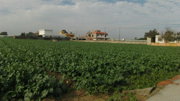 Cultivos en la colonia sanluqueña de la Algaida