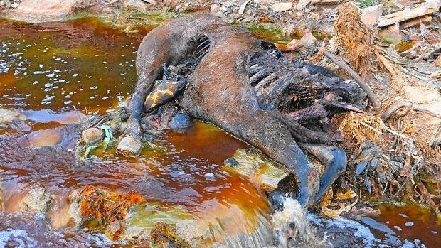 Restos de un caballo en el río Tinto