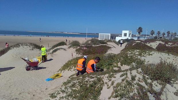 Voluntarios trabajando en la eliminación de especies invasoras