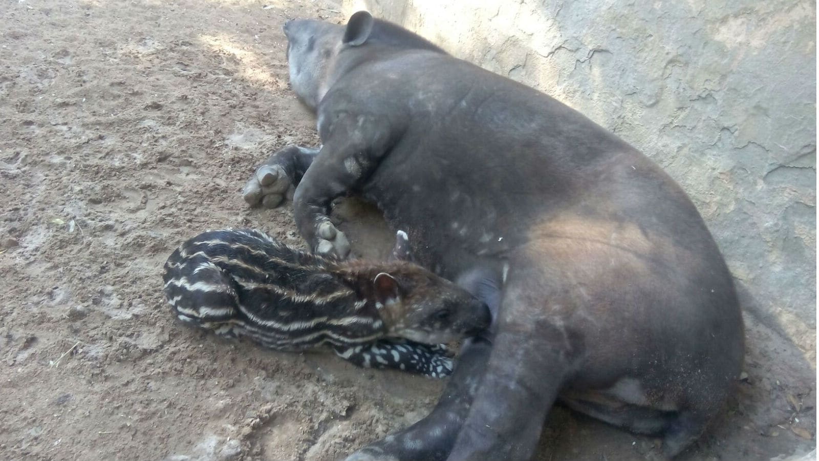 En la imagen, la cría de Tapir terreste que ha nacido en el zoo de Jerez
