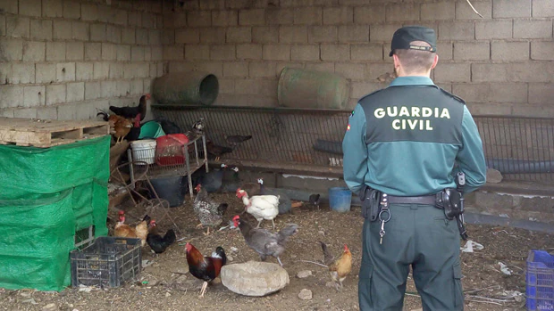 Agente inspecciona el cobertizo donde eran guardados los animales robados