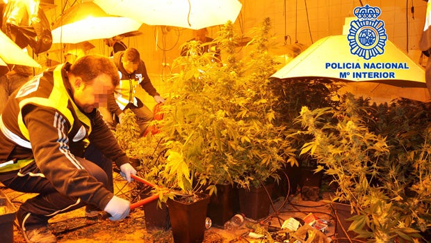 Plantación de marihuana desmantelada por la Policía Nacional