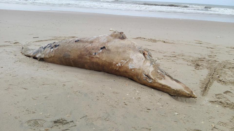 La ballena hallada en la playa de Lepe