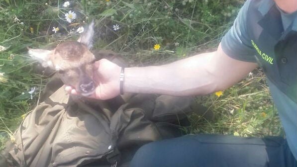 La cría de ciervo rescatada por la Guardia Civil en el parque natural Sierra de Andújar