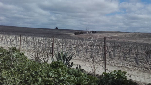 Viñas en el Marco de Jerez