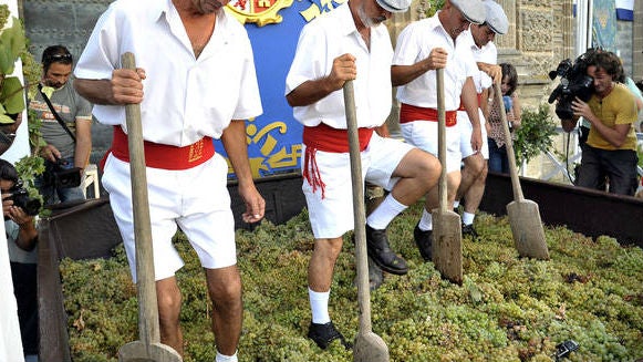 Ayer se celebró la Tradicional Pisa de la Uva con la Catedra de Jerez de fondo