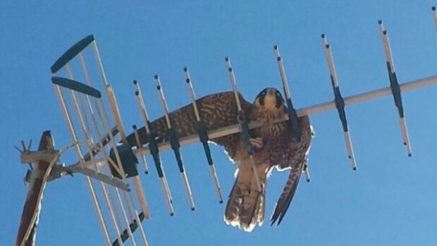 El halcón había quedado atrapado en una antena de televisión