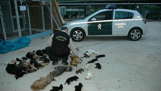 Un agente cuenta los cuerpos de animales hallados en neveras