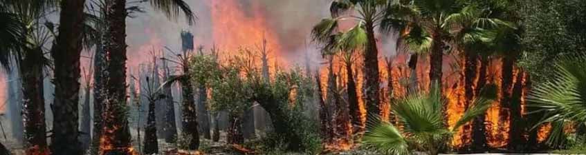 El espectacular incendio desatado en el palmeral durante la romería de San Isidro Labrador