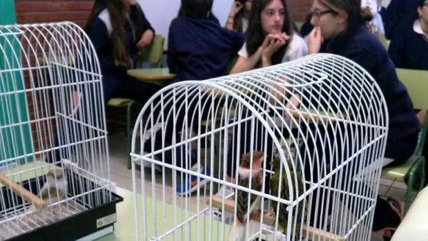 Los criadores de canarios de Alcalá llevan a sus ejemplares a las aulas para explicar genetica