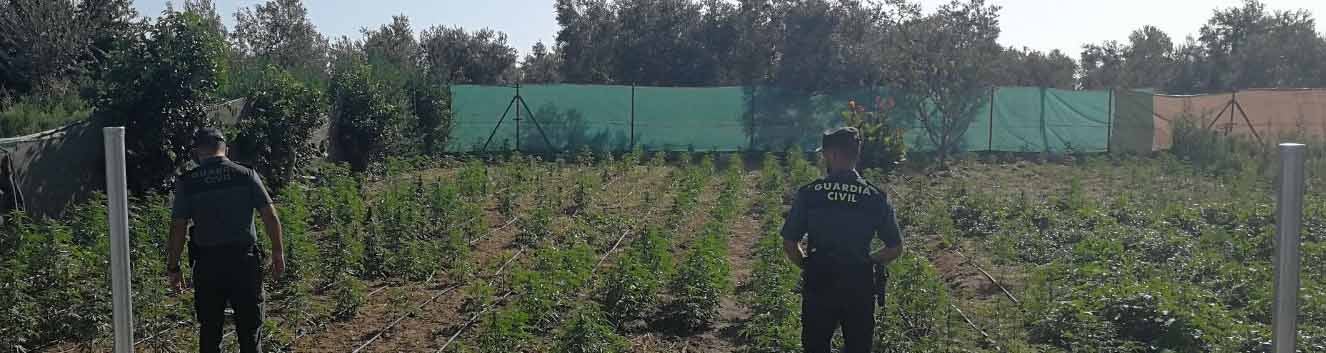 La Guardia Civil en la parcela donde se cultivaba la droga