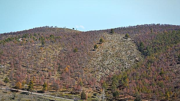 Millones de árboles perecen en la Sierra de Baza, al norte de Granada