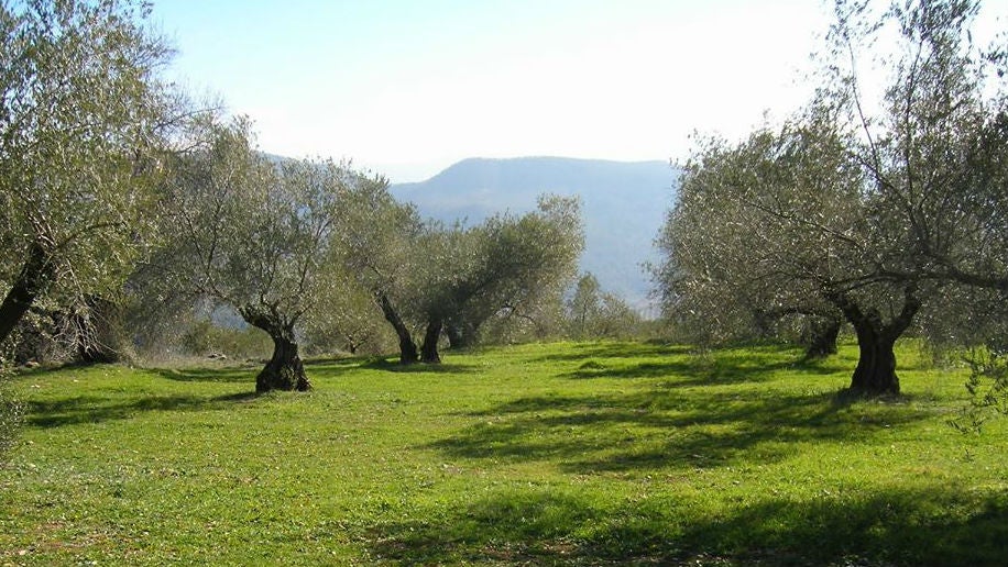 El agua de riego del Guadalquivir, a punto de agotarse por la sequía que sufre Andalucía