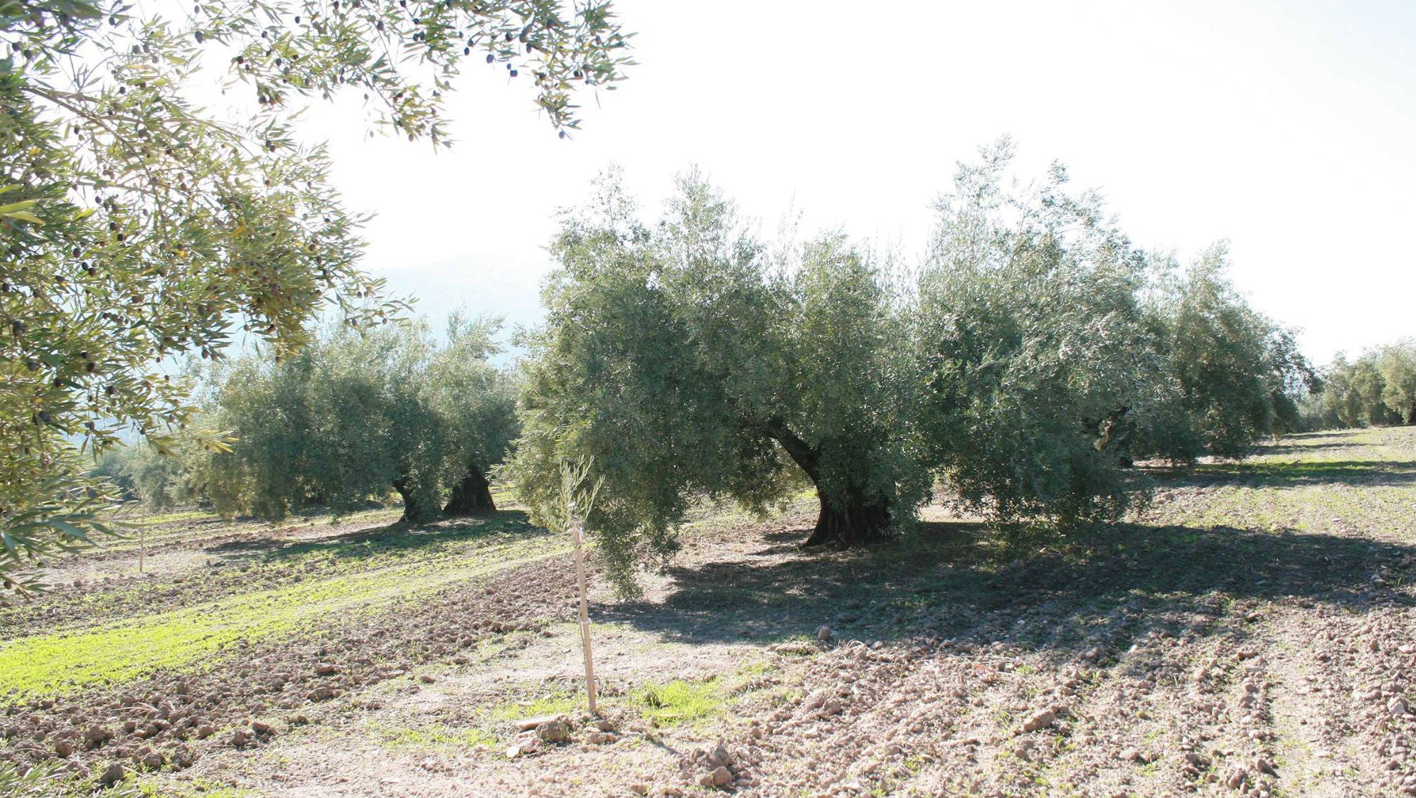 Olivicultores de Jaén piden riegos de apoyo tras perder la cuarta parte de la cosecha